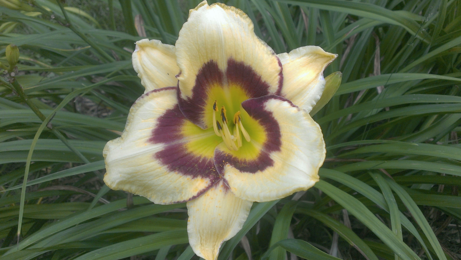 Daylily